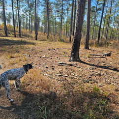 High Point Quail Hunting Preserve