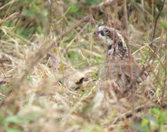 High Point Quail Hunting Preserve