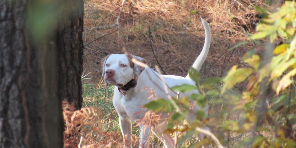 Hunting dog at High Point Quail Hunting Preserve