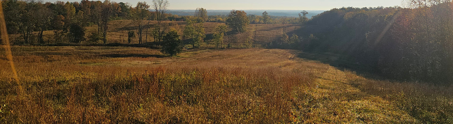 High Point Quail Hunting Preserve landscape
