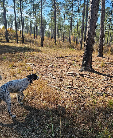 Hunting at High Point Preserve